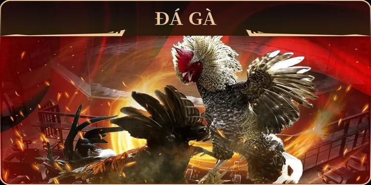 Cách Chơi Đá Gà GA28 Tại H3Bet Sảnh Cược Đỉnh Cao 2025