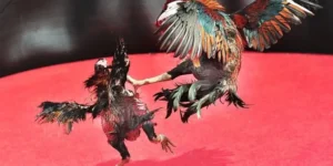 Cách Chơi Đá Gà Sabong Tại H3Bet Phong Cách Philippines