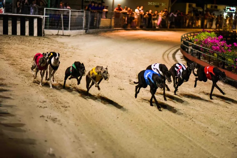 Tuyệt Kỹ Cách Chơi Game Nhanh Đua Chó Tại H3Bet Thưởng Cực Đã