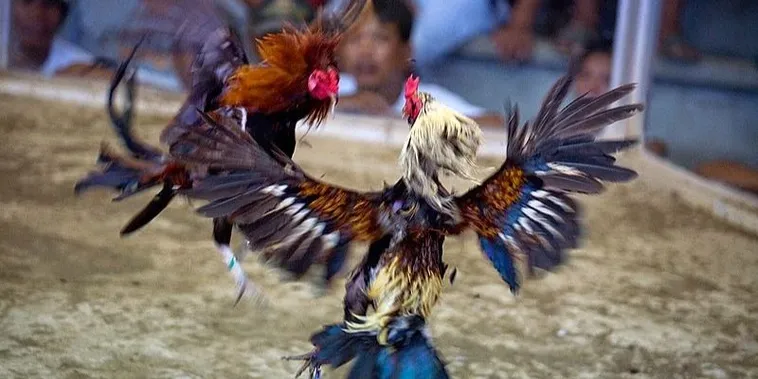 Cách Chơi Đá Gà Sabong Tại H3Bet Phong Cách Philippines