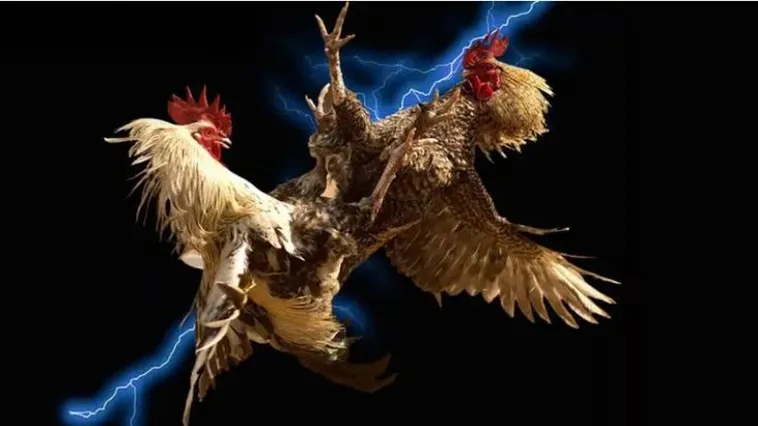 Đá Gà H3Bet Trải Nghiệm Cá Cược Đỉnh Cao Châu Á 2025